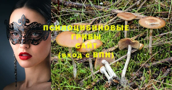 прущие грибы Новозыбков