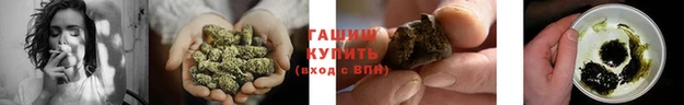 прущие грибы Новозыбков