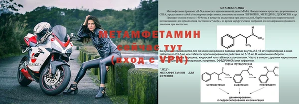 прущие грибы Новозыбков